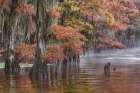 Autumn colors on Caddo Lake, Texas. Worlds largest bald cypress forest. Art Print